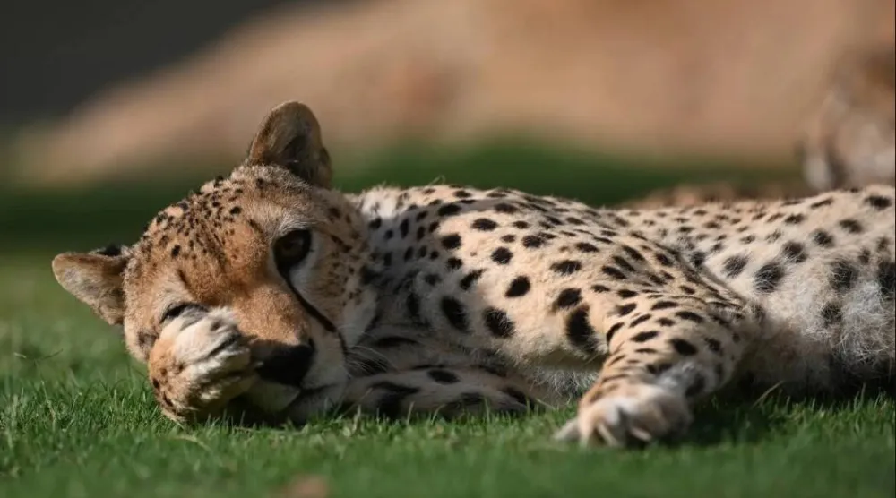 The NCW says it is focused on enhancing wildlife management efficiency. SPA