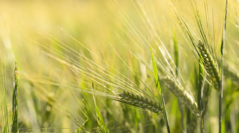 يُعد شراب الشعير (ماء الشعير) من المشروبات الطبيعية التي استخدمت منذ سنوات طويلة لدعم صحة الكلى والمساعدة في التخفيف من حصى الكلى (بيكسلز)