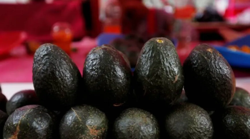 حبات من الأفوكادو (أرشيفية - رويترز) 