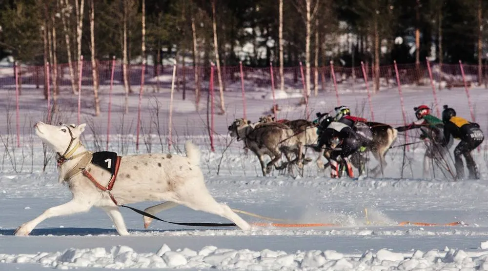  A reindeer breaks away from the pack during the Salla Porocup reindeer sprint racing event on the frozen Lake Keselmajarvi in Salla, Finland, March 7, 2026. (AP) 