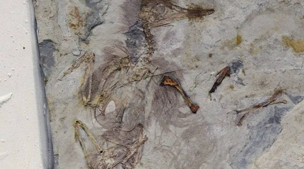 بقايا طائر تروي لغزاً منقوشاً بالحجارة (متحف فيلد في شيكاغو)