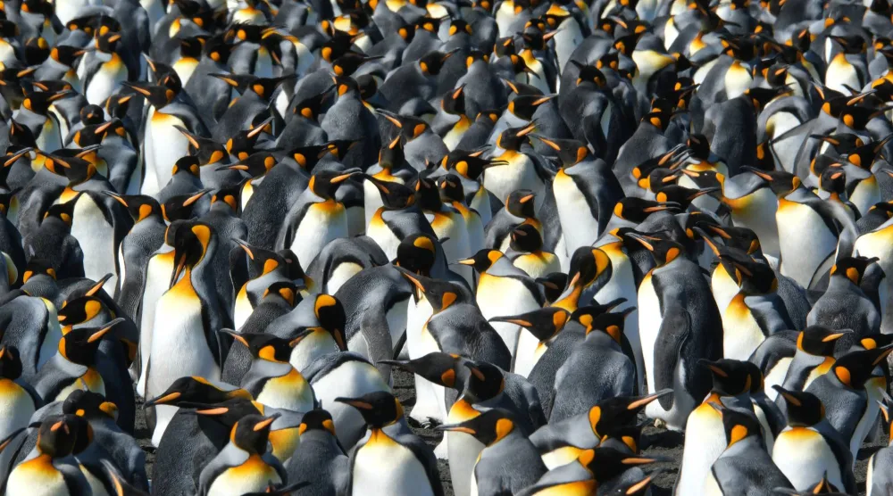 In this photo provided by Gaël Bardon, part of the king penguin colony is visible at La Baie du Marin, Possession Island, Crozet Archipelago, Jan. 16, 2026. (Gaël Bardon/CSM/CNRS/IPEV via AP)