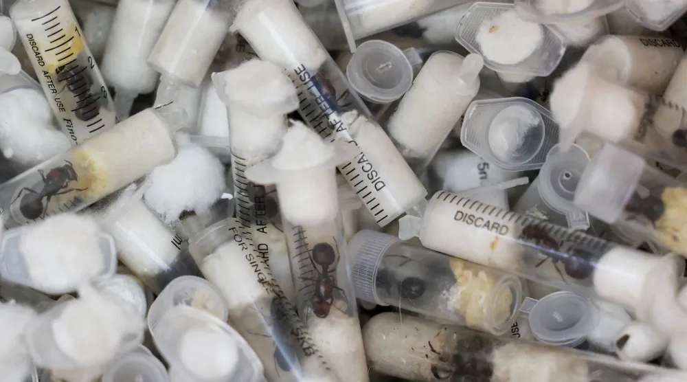 خلف هذه الكائنات الصغيرة قصة تجارة (رويترز)