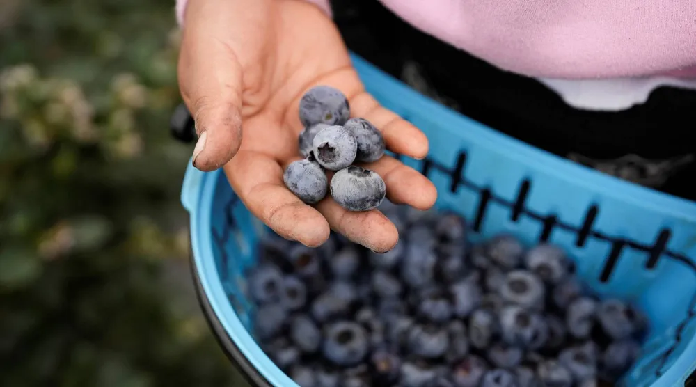 يحتوي التوت الأزرق على واحد من أعلى تركيزات مضادات الأكسدة المقاوِمة للأمراض ما قد يساعد في الوقاية من السرطان (أرشيفية-رويترز)