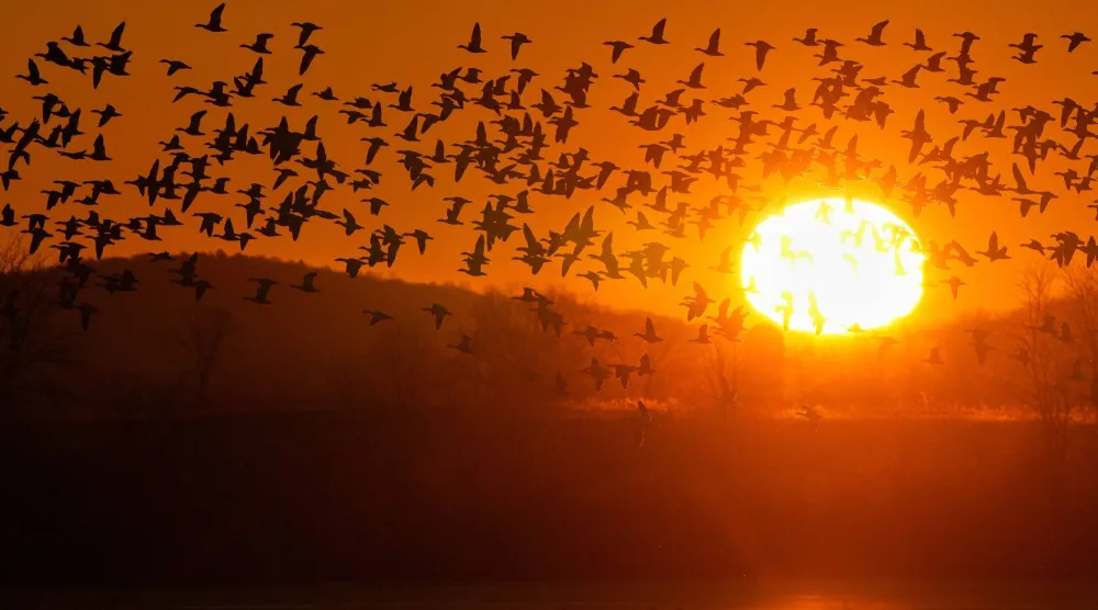 Snow geese take to the sky at sunrise after a stopover at the Middle Creek Wildlife Management Area, Monday, March 9, 2026, in Kleinfeltersville, Pa. (AP Photo/Robert F. Bukaty)