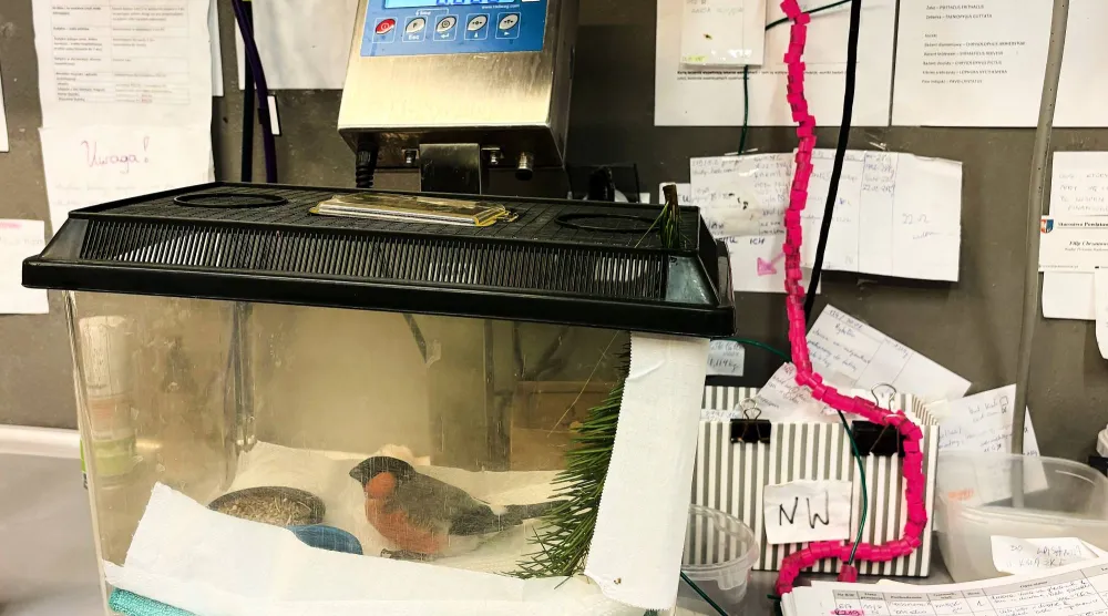 A male bullfinch is treated at the birds' hospital at the Warsaw Zoo after crashing against the window of an apartment building, in Warsaw, Poland, Monday, March 16, 2026. (AP Photo/Claudia Ciobanu)