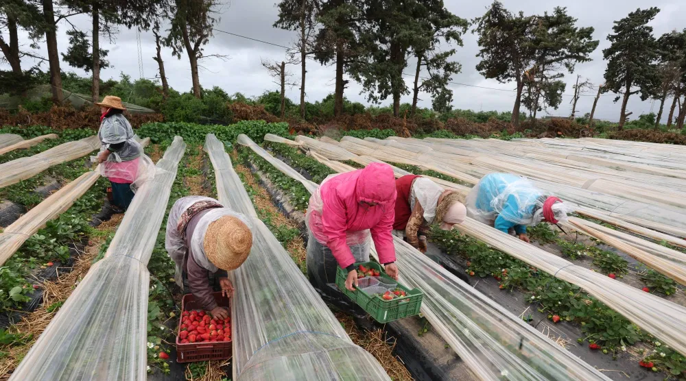 مزارعات تونسيات يحصدن الفراولة في حقل بقربة في نابل بتونس (إ.ب.أ)