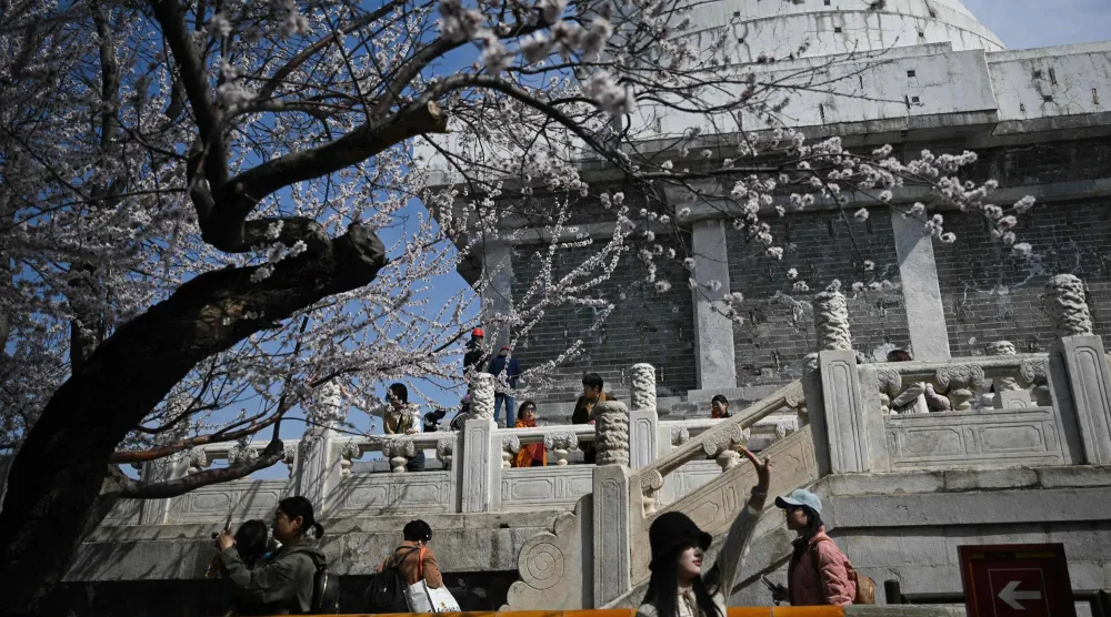 سيدة تلتقط صورة مع بداية تفتح الأزهار في إحدى الحدائق بالعاصمة الصينية بكين (أ.ف.ب)