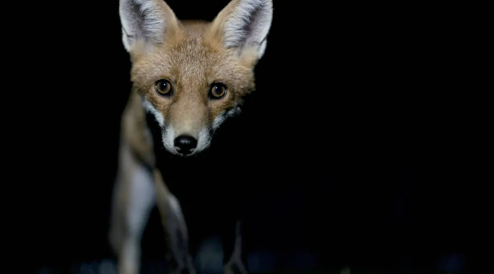 انقلاب في ميزان المفترسات (أ.ف.ب)