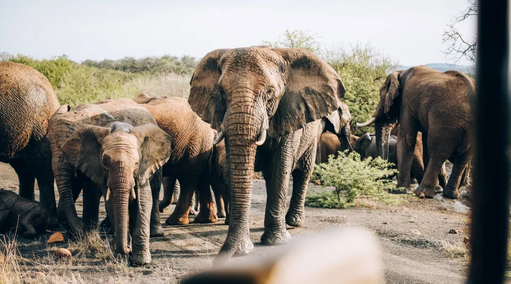 رحلات السفاري في جنوب إفريقيا (اوليفييه رومانو)