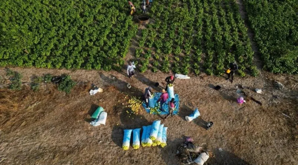 لا يشعر المستهلكون في أوروبا حتى الآن بتداعيات مباشرة لأن كثيراً من المزارعين اشتروا أسمدتهم لهذا الربيع قبل بدء الحرب (رويترز)