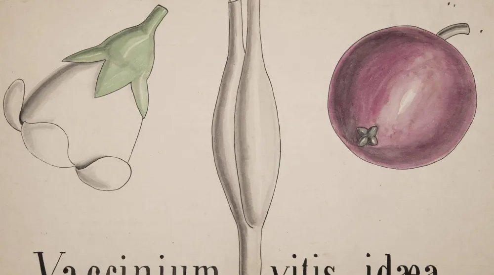 نبات التوت البري من رسم جون ستيفنز هينسلو وتُنشر لأول مرة (جامعة كامبريدج)