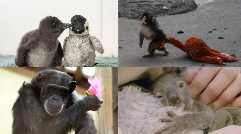 ليست أسطورة «بانش» أوَّلها... قصص حب بين صغار الحيوانات والدُمى