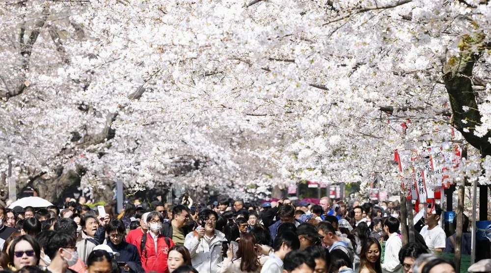  People walk under cherry blossoms in bloom at Ueno Park in Tokyo, Japan, Saturday, March 28, 2026. (Yohei Fukai/Kyodo News via AP) 