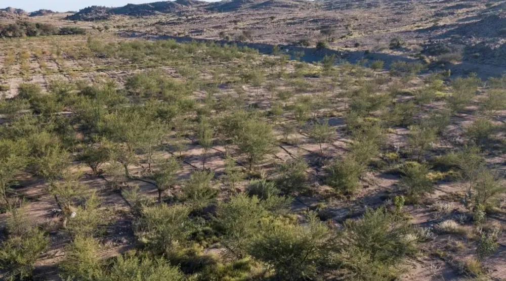 تجسد إعادة تأهيل أول مليون هكتار من أراضي الغطاء النباتي التزام السعودية بالاستدامة البيئية (واس)