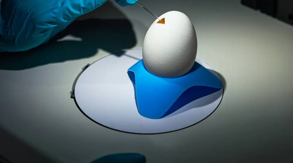 عملية دقيقة لحقن صبغة في شريان جنين للدجاج