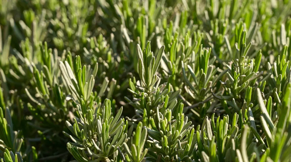 يحتوي إكليل الجبل على مركّبات تساعد على توسيع الأوعية الدموية وتحسين تدفق الدم (بيكسباي)