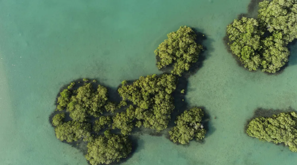 شجر المانغروف في البحر الأحمر (الشرق الأوسط)