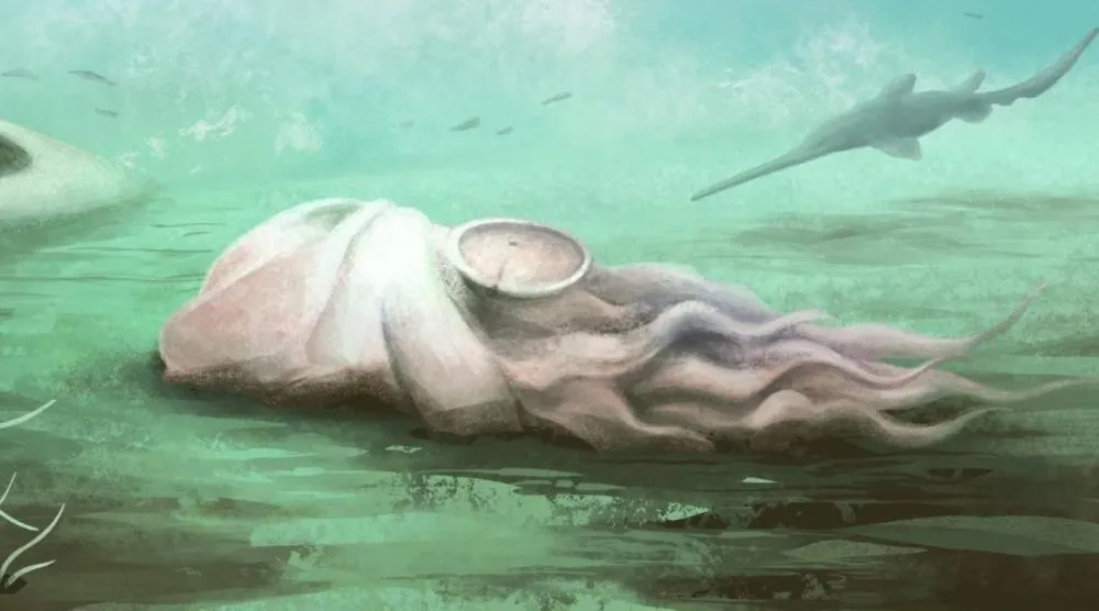 Pohlsepia mazonensis aslında bugün okyanuslarda yaşayan kabuklu canlılar olan notilusların akrabasıymış (Reading Üniversitesi)