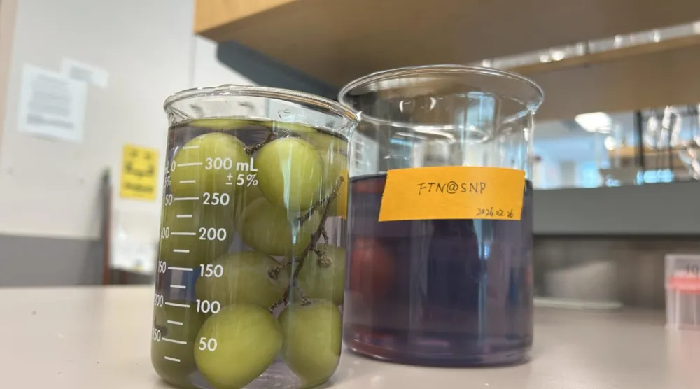 Araştırmacılar yeni kaplamayla gıda kalitesi korunurken, meyvelerin daha uzun süre bozulmadan saklanabildiğini söylüyor (Sachi Wickramasinghe / British Columbia Üniversitesi)