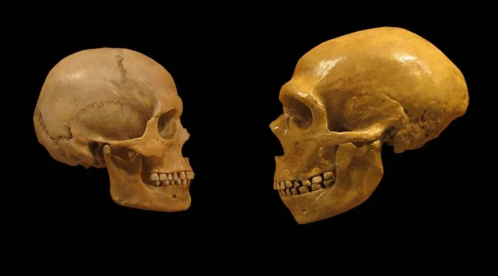 Homo sapiens (solda) ve Neandertal (sağda) kafatasları arasındaki farkların, soyu tükenmiş insan türünün dil ve hafıza becerilerinin yeterince gelişmediğine işaret ettiği düşünülüyordu (Wikimedia Commons)