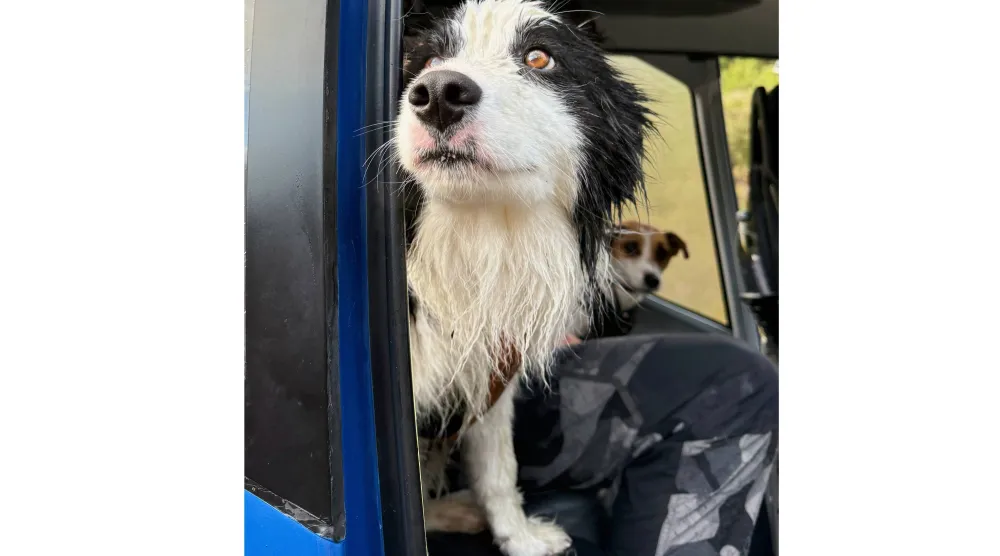In this photo released by Precision Helicopters Ltd, Molly peers out of the door of a helicopter after her rescue from a waterfall on the Arahura River on the West Coast of the South Island of New Zealand, Tuesday, March 31, 2026. (Precision Helicopters Ltd via AP)