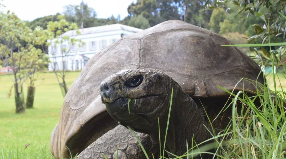 «جوناثان» التي عاصرت قروناً... تتجاوز الشائعة (جزيرة سانت هيلانة)
