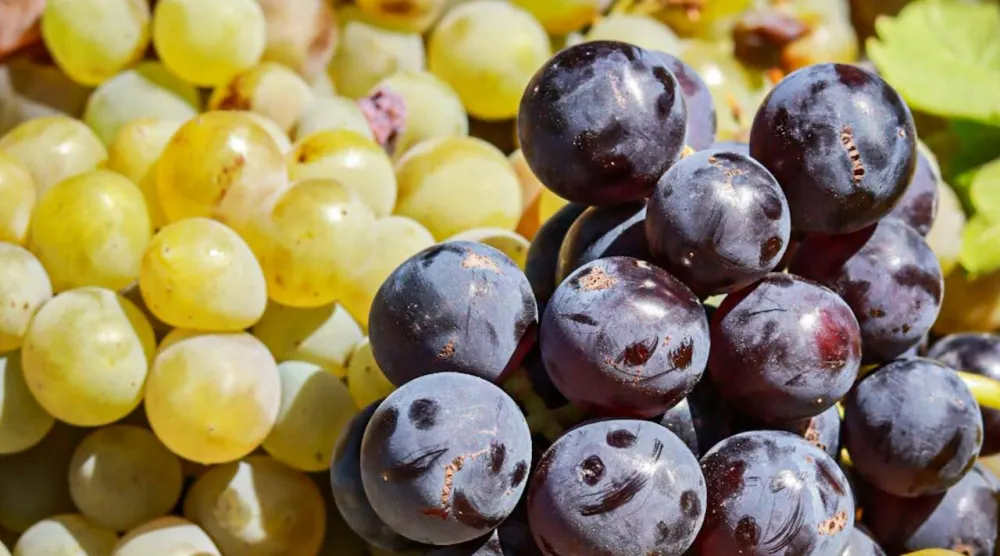يحتوي العنب على مركب «الريسفيراترول» (بكسلز)