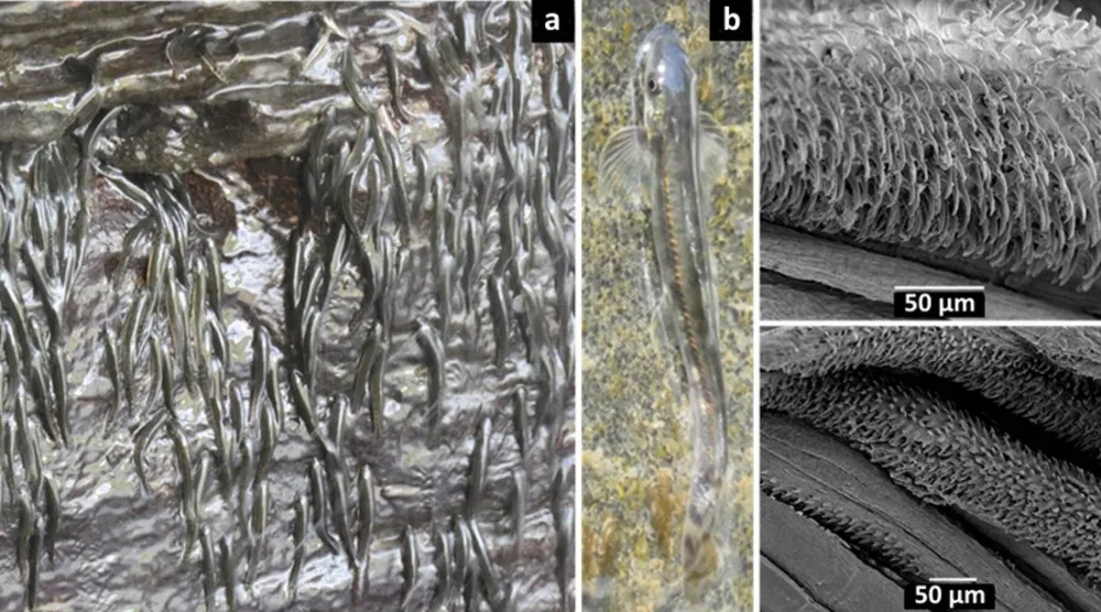 عكس التيار... تمضي حيث تبدو الطريق مستحيلة (ساينتيفيك ريبورتس)