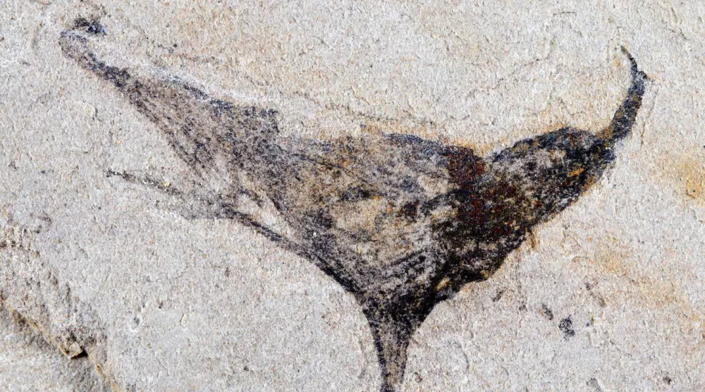 إحدى الأحافير المكتشفة حديثاً في الصين (دورية «ساينس»)