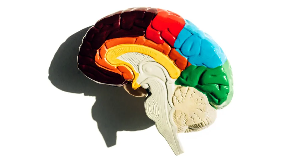 التقاط «السيمفونية الجينية» للدماغ البشري