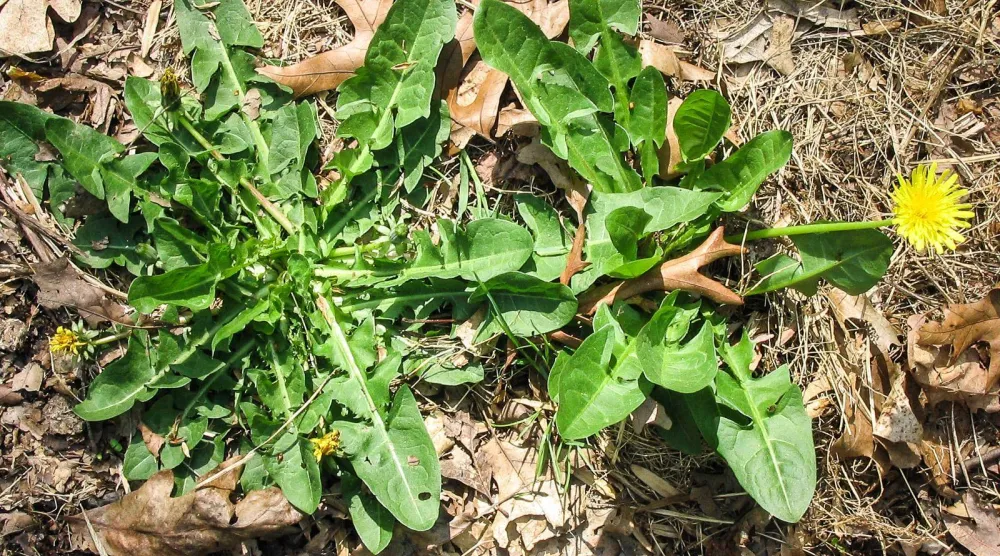 الهندباء يُعرف منذ القدم بفوائده الصحية والغذائية (جامعة ميريلاند)