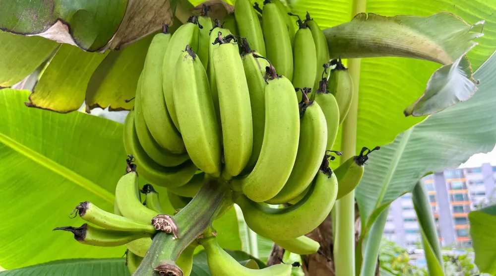 الإفراط في تناول الموز قد يؤدي إلى آثار صحية غير مرغوبة (رويترز)