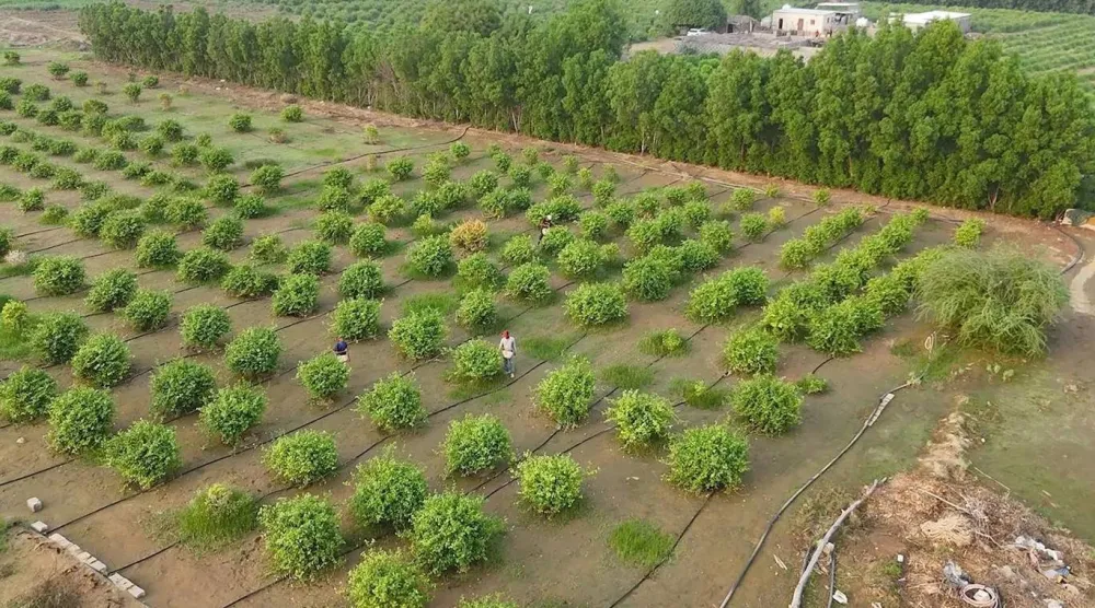 موَّل الصندوق مشاريع زراعية بـ7.1 مليون دولار لدعم التشجير وزيادة الغطاء النباتي (واس)