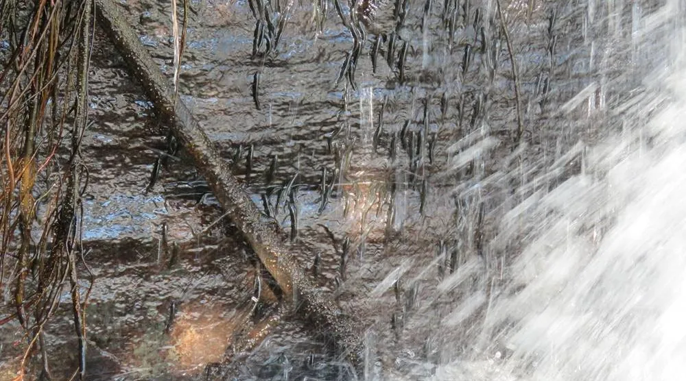 Members of a species of shellear fish, scientific name Parakneria thysi, crossing the second level of Luvilombo Falls, a waterfall in the Democratic Republic of Congo, in April 2020, in this photograph released on April 1, 2026. (Pacifique Kiwele/Handout via Reuters)