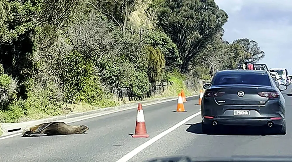 This frame grab from handout video footage by Laura Ellen taken on April 10, 2026 shows traffic along a road in the seaside Australian town of Dromana, located south of Melbourne in the southern state of Victoria, that was briefly diverted after a local seal decided to take a nap. (Photo by Handout / LAURA ELLEN / AFP) 