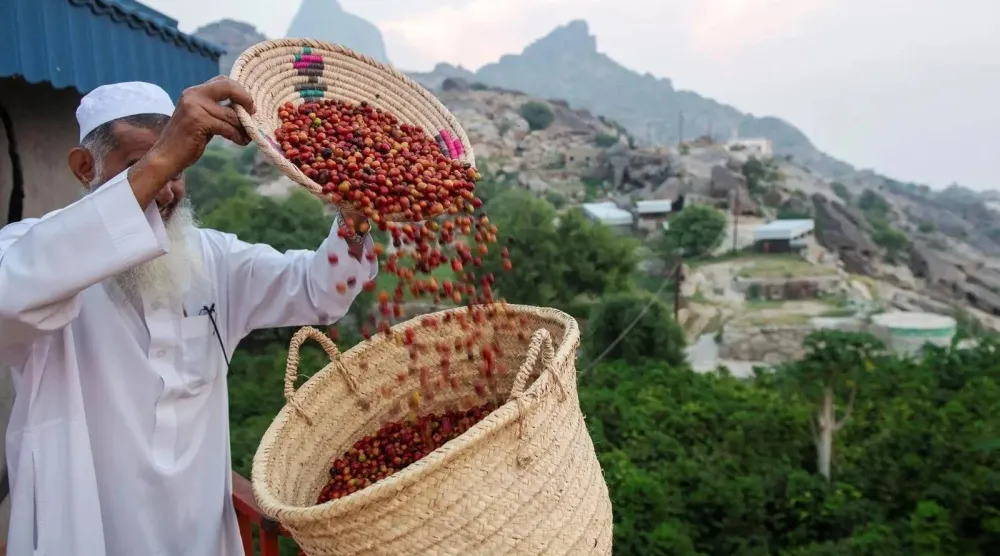 أحد المزارعين يجمع البن بمنطقة جازان (واس)