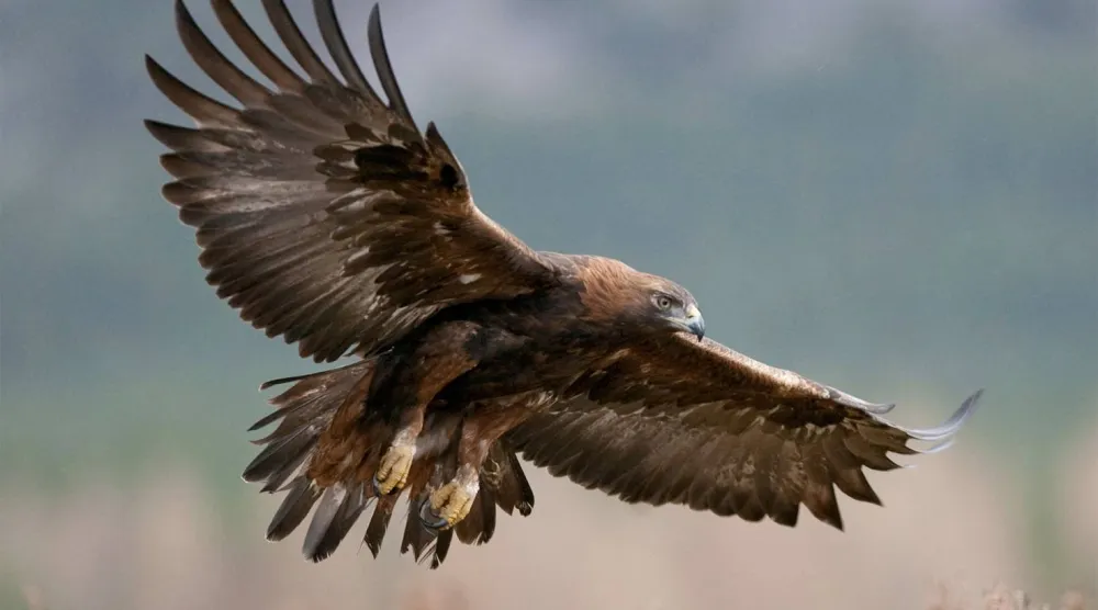 نسر ذهبي يحلق في سماء بريطانيا (شاترستوك)