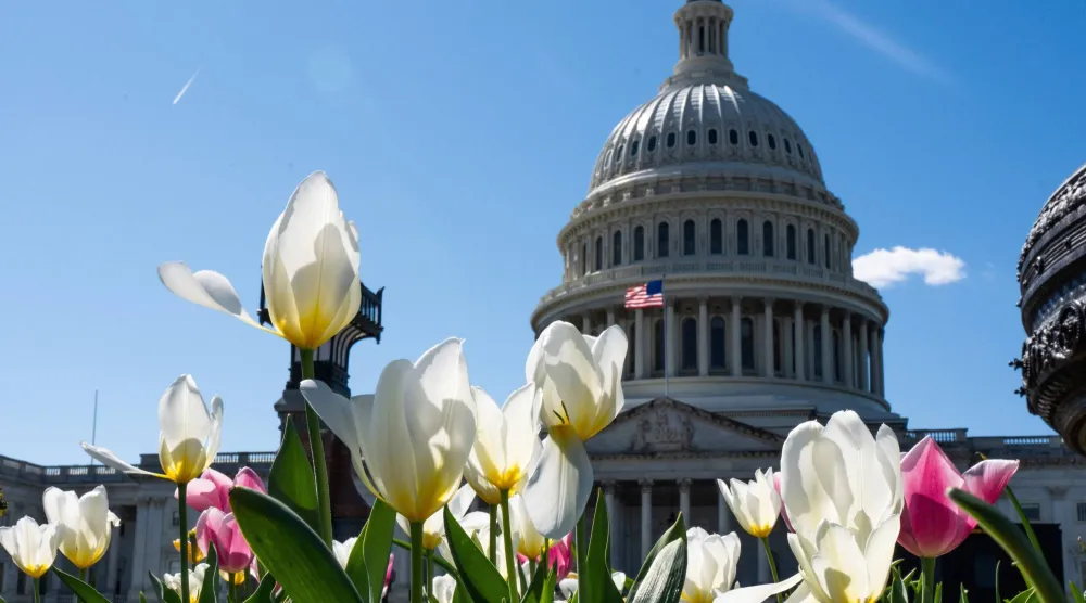 أزهار التوليب تتفتح بالقرب من مبنى «الكابيتول» في واشنطن (رويترز)