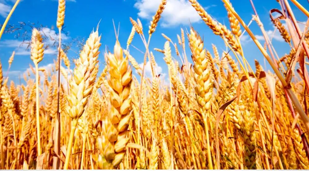 شهد الموسم الحالي قفزة نوعية في المساحات المزروعة بمحصول القمح (الوزارة)