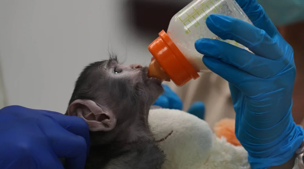 A baby monkey named Yuji drinks milk while receiving care at a special care center at the zoo in Guadalajara, Mexico, Wednesday, April 15, 2026. (AP Photo/Refugio Ruiz)