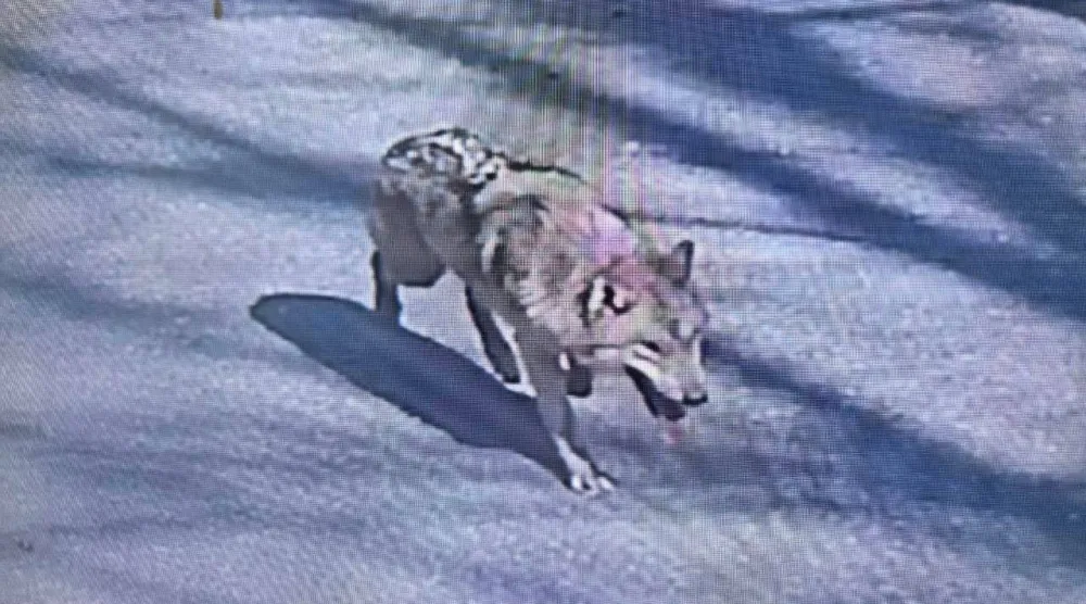 عاد من اتساع البرّ بسلام يُشبه النجاة (رويترز)