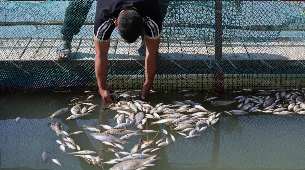 يجمع مربي أسماك عراقي أسماكاً نافقة من حوض في مزرعته ببلدة الزبيدية قرب مدينة الكوت جنوب العراق (أ.ف.ب)