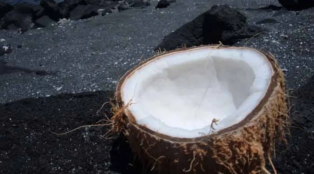 يسهم جوز الهند الطازج في إبطاء امتصاص السكر (أرشيفية-رويترز)