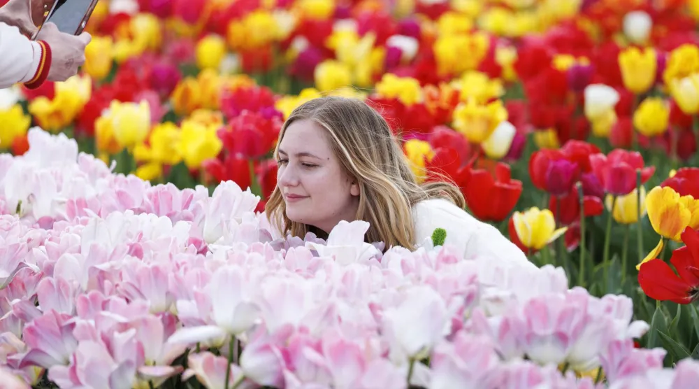 زائرة تلتقط صوراً مع زهور التوليب في سانت ألبانز (إ.ب.أ)