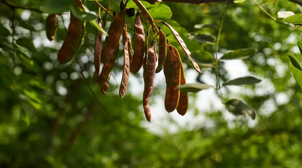 بذور تعيد إلى الماء صفاءه (شاترستوك)