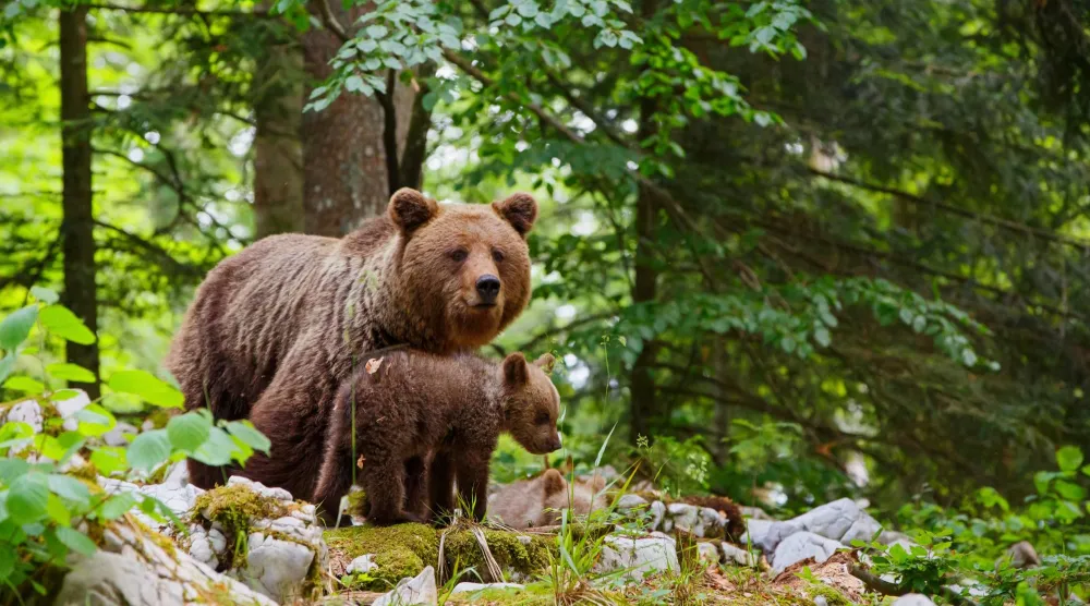 في المتنزه... الهدوء قد ينقلب والطبيعة تفرض كلمتها (شاترستوك)