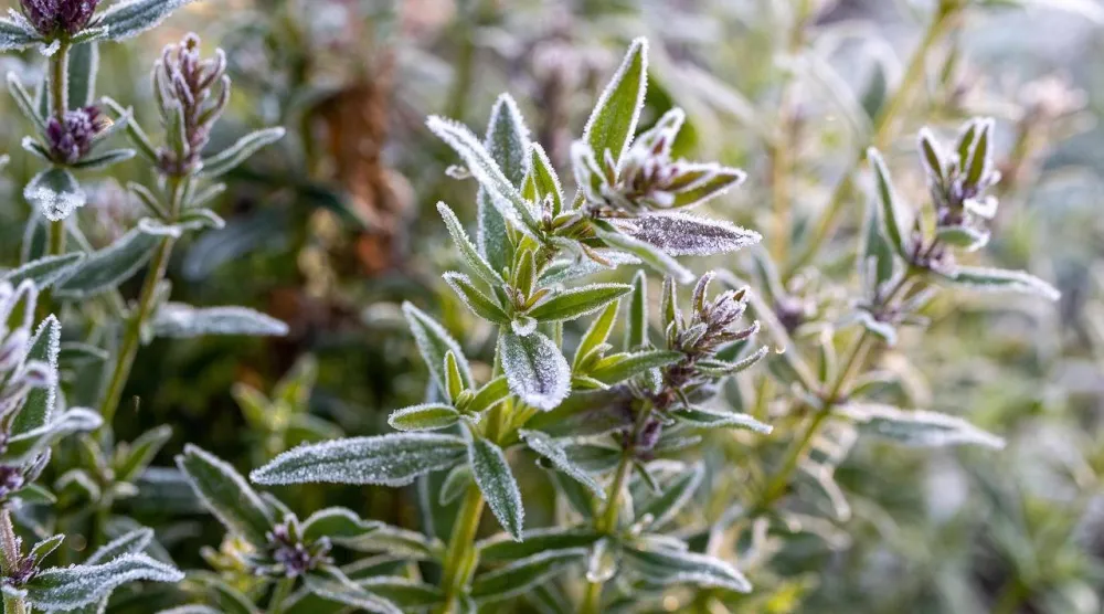 الزعتر غني بمواد لها تأثير إيجابي على الأعصاب (بيكساباي)