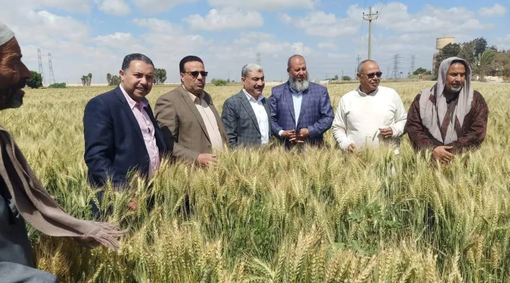 مصر تعول على زيادة حصتها من القمح المحلي لتخفيض فاتورة الاستيراد (وزارة الزراعة المصرية)