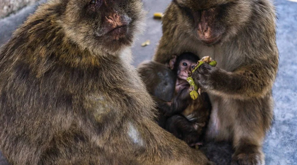 قرود تحمل طعاماً في جبل طارق (رويترز)